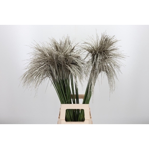 Miscanthus Kl Bh Platina