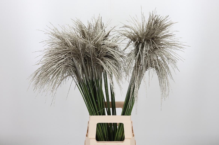 <h4>Miscanthus Kl Bh Platina</h4>