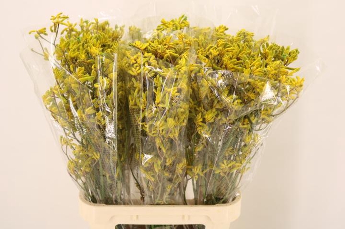 <h4>ANIGOZ YELLOW GEM</h4>