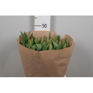 Tu En Pink Impressio