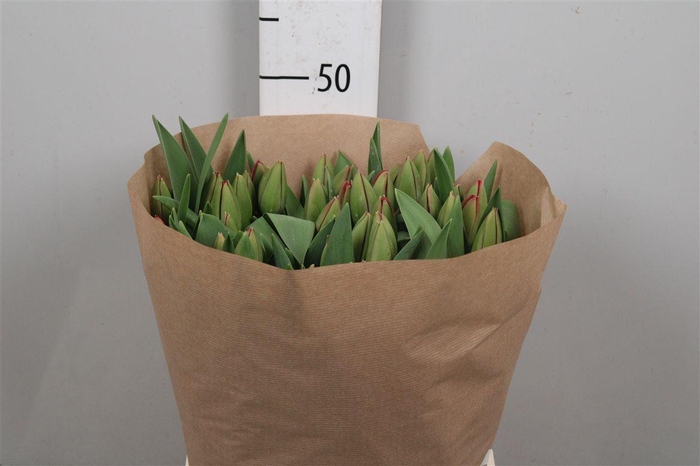 <h4>Tu En Pink Impressio</h4>