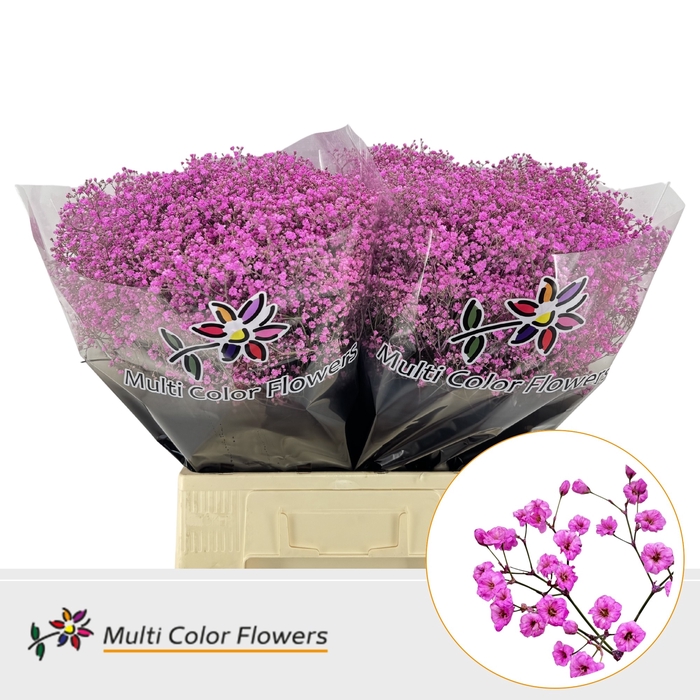 <h4>Gyps Fijn Rose Lady</h4>