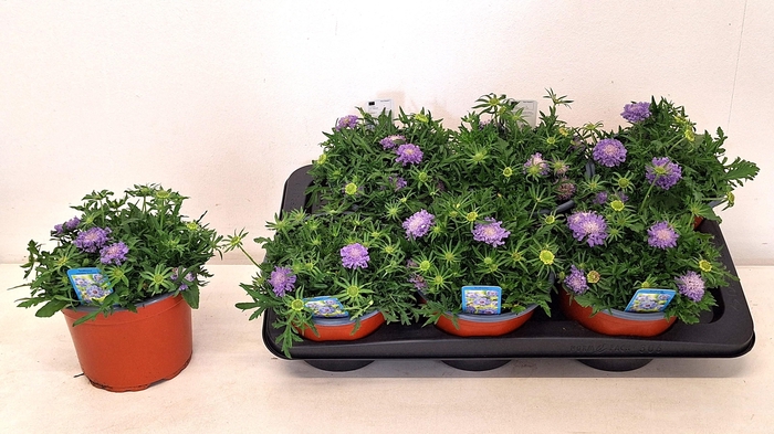 <h4>Scab Japonica</h4>