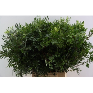 PISTA OV BLAD
