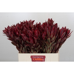 Leucadendron Jester