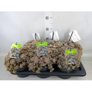 Orostachys furusei