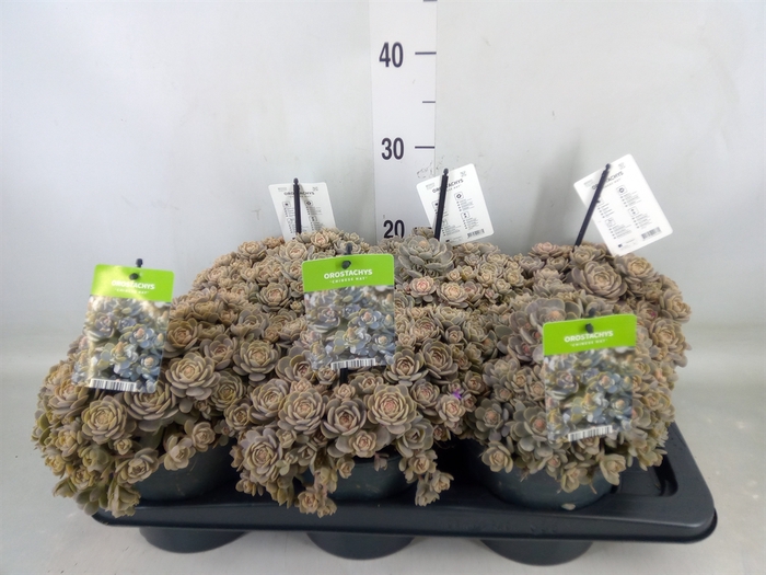 <h4>Orostachys furusei</h4>