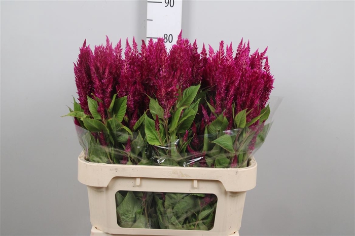 <h4>Cel P Sunday Purple</h4>