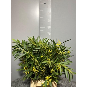 Acacia Longifoglia