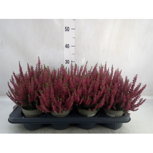 Calluna vulg. 'Beauty L Sabella'