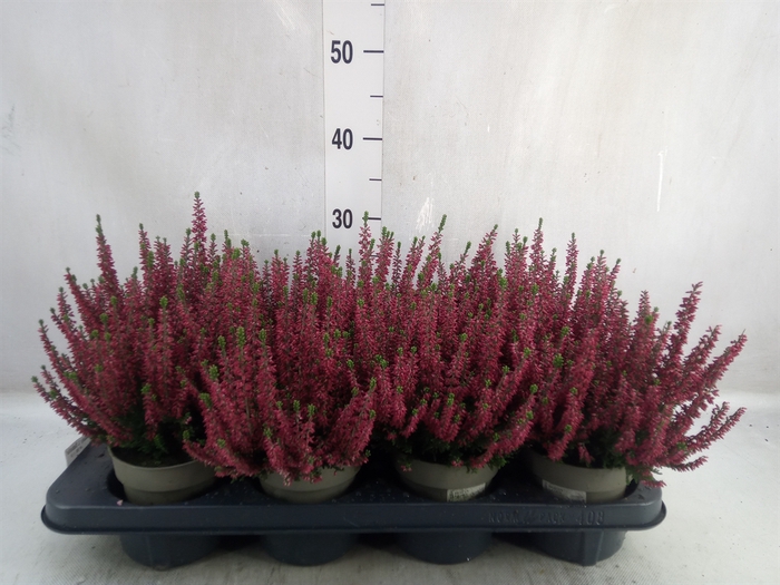 <h4>Calluna vulg. 'Beauty L Sabella'</h4>