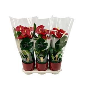 Anthurium rood keramiek 17cm