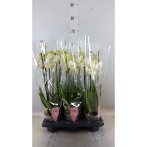 Phalaenopsis  'Ant Inverness'