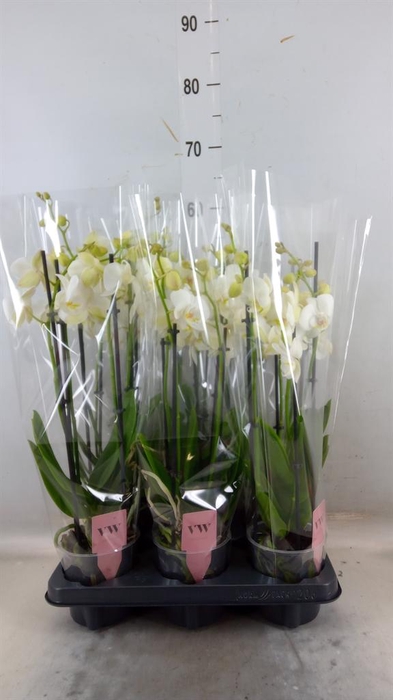 <h4>Phalaenopsis 'Ant Inverness'</h4>