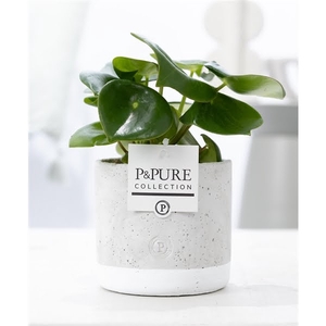 Peperomia Raindrop in P&PURE Jade ceramics