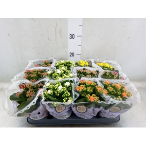 Kalanchoe blos.   ..rosebud mix  5