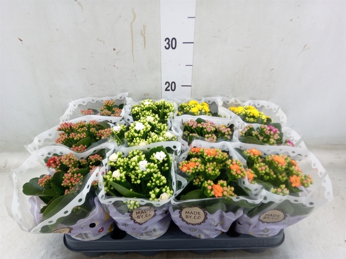 <h4>Kalanchoe blos.   ..rosebud mix  5</h4>