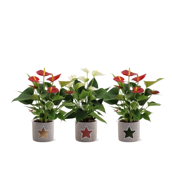 <h4>Anthurium Red & White in Jazz ceramics</h4>