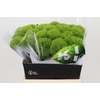 Dianthus Br Kiwi Mellow XXL