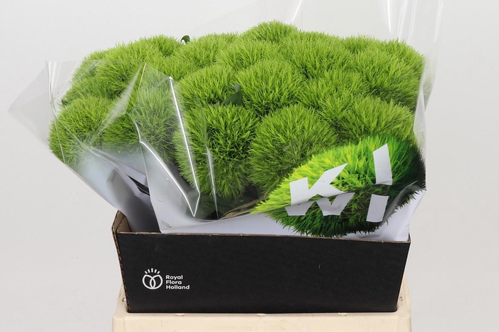 Dianthus Br Kiwi Mellow XXL