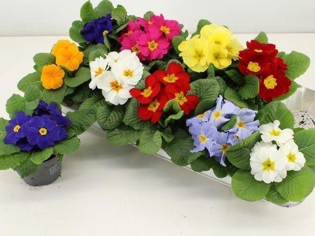 arr8 Prim Acaulis Gemengd