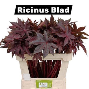 RICINUS COMMUNIS