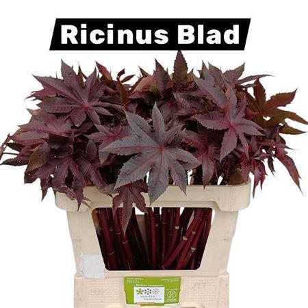 <h4>RICINUS COMMUNIS</h4>