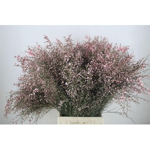 Ginster 400gr Pink P Bunch