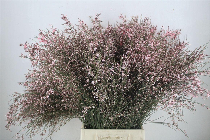 <h4>Ginster 400gr Pink P Bunch</h4>