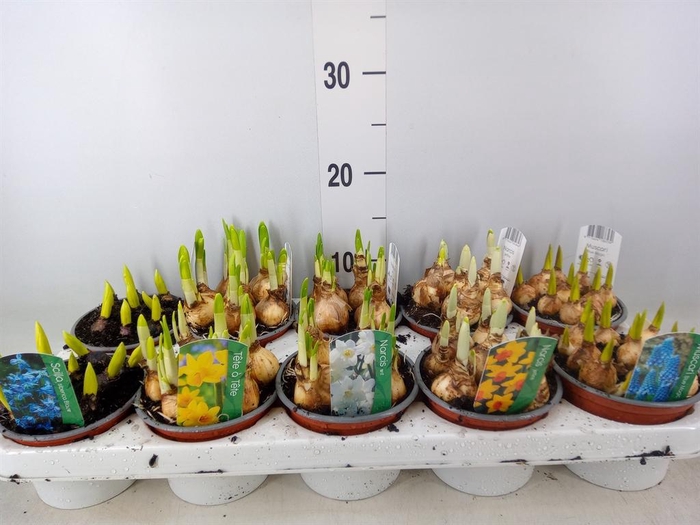 <h4>Bolbloemen   ...mix</h4>