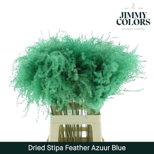 Dried Stipa Feather Azuur blauw