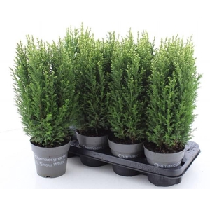 Chamaecyparis law. Ellwoodii 13Ø 49cm