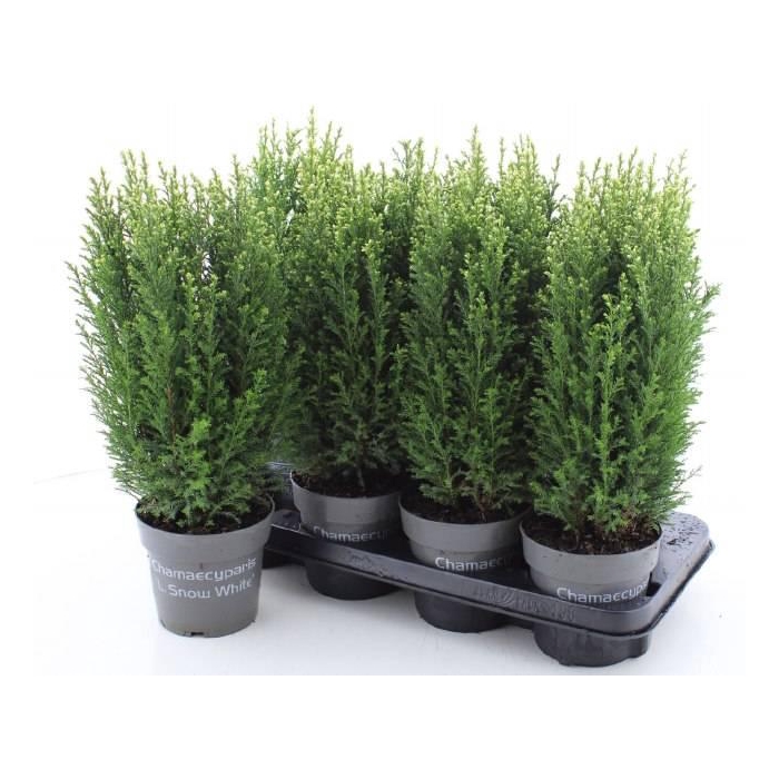 <h4>Chamaecyparis law. Ellwoodii 13Ø 49cm</h4>