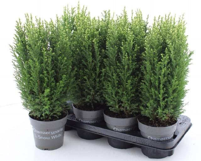 Chamaecyparis law. Ellwoodii 13Ø 49cm