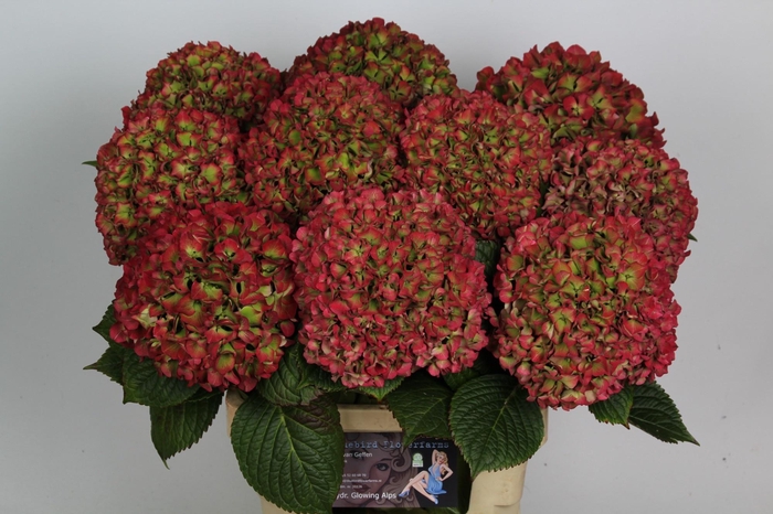 <h4>HYDR M GLOW ALPS CL</h4>