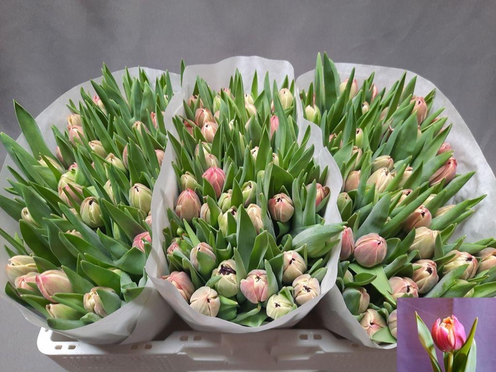 <h4>Tulipa do columbus</h4>