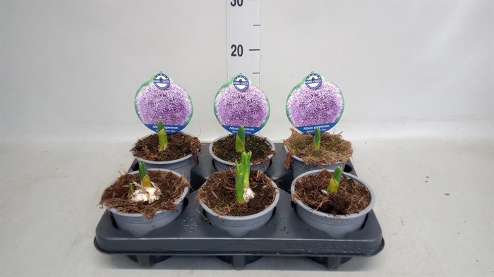 <h4>Allium giganteum</h4>