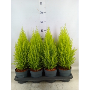 Cupressus macro. 'Goldcrest Wilma'