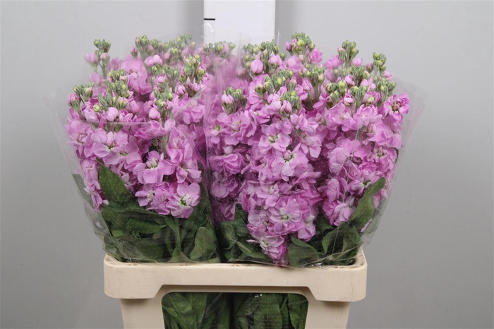 <h4>Matth Milla Rose</h4>