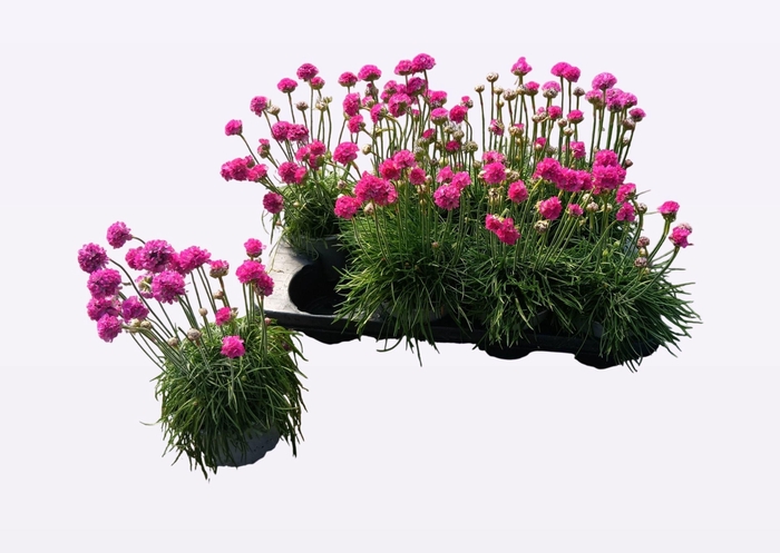 <h4>ARME MAR SPLENDENS</h4>