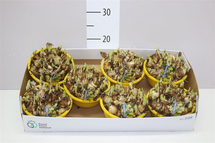 <h4>Narcis Tete A Tete In Schaal Colour</h4>