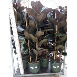 Ficus elastica 'Abidjan'