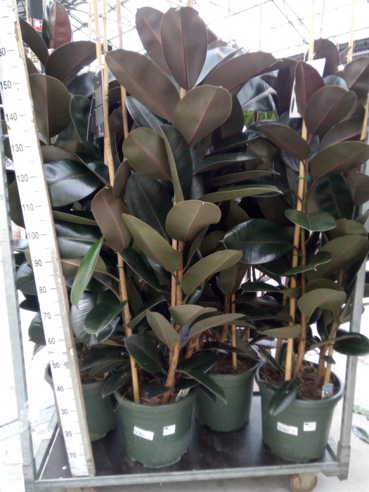 <h4>Ficus elastica 'Abidjan'</h4>