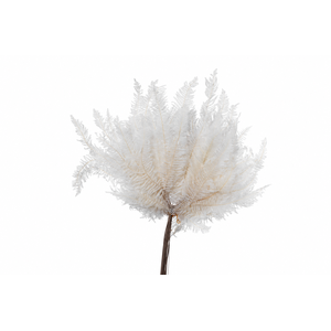 Dried Bleached Coral Leaf