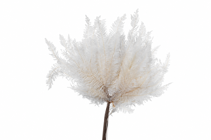 <h4>Dried Bleached Coral Leaf</h4>