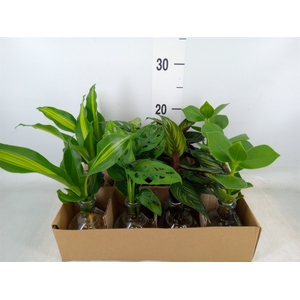 Planten  ..mix