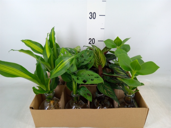 <h4>Planten  ..mix</h4>