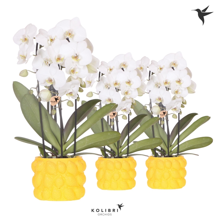 <h4>Kolibri Orchids Cascade Niagara Fall white 3 spik in Citrus pot yellow</h4>