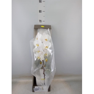 Phalaenopsis   ...white