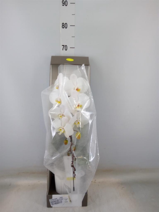 <h4>Phalaenopsis   ...white</h4>